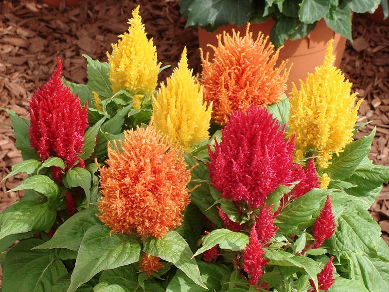 Celosia (Hanekam / Vlamblom) x30 Plantjies