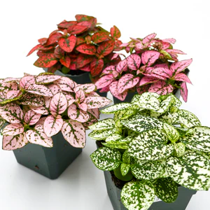 Hypoestes (Polka Dot Plant) x30 Plantjies