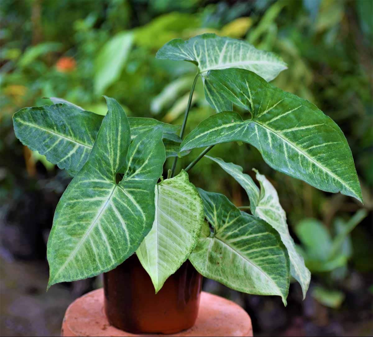 Pyleplant (Syngonium)   x6