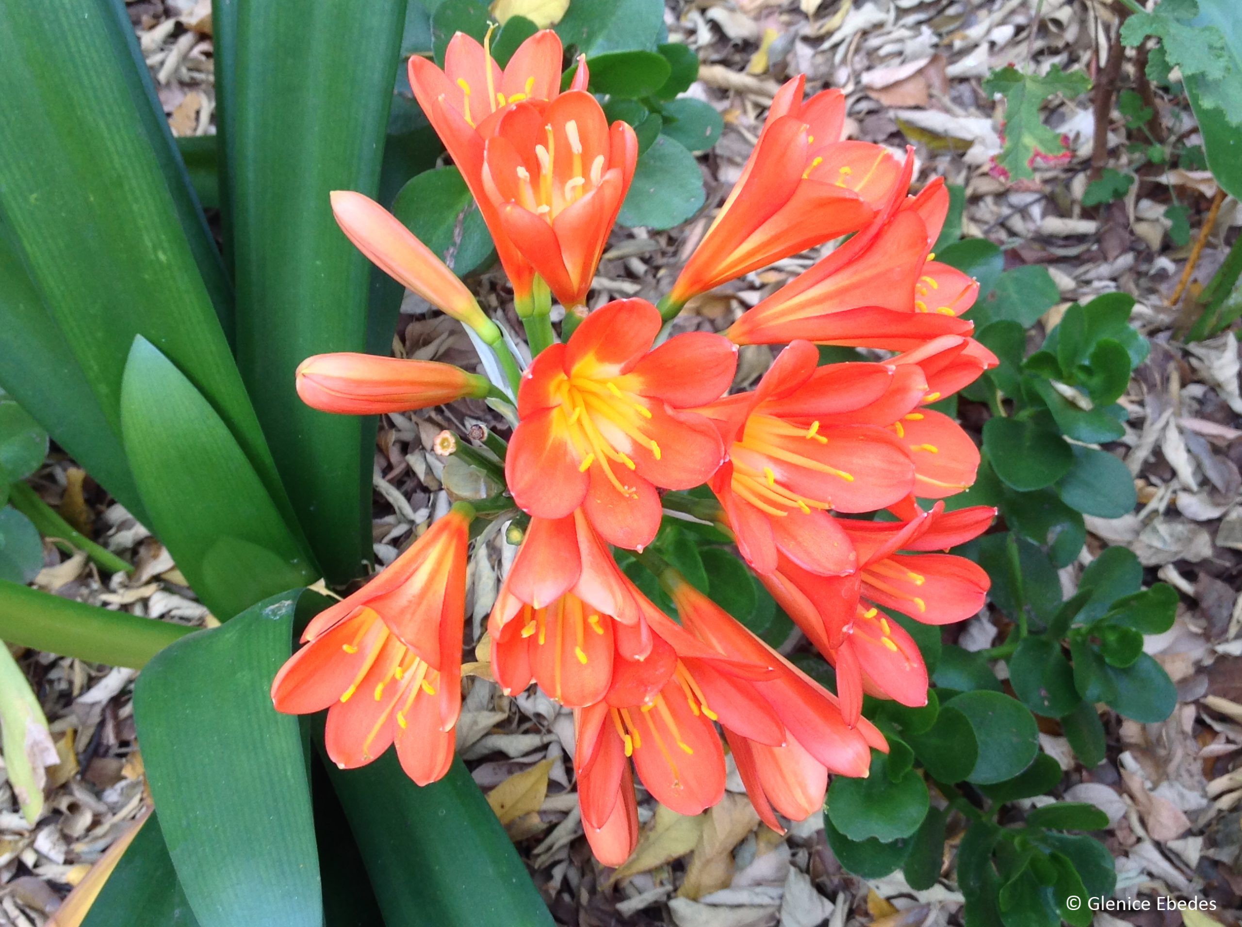 Oranje Clivia (Boslelie / Clivia miniata) x 20 Volwasse
