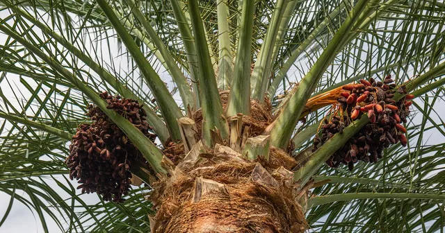 Dadelpalm (Phoenix dactylifera)  x 3