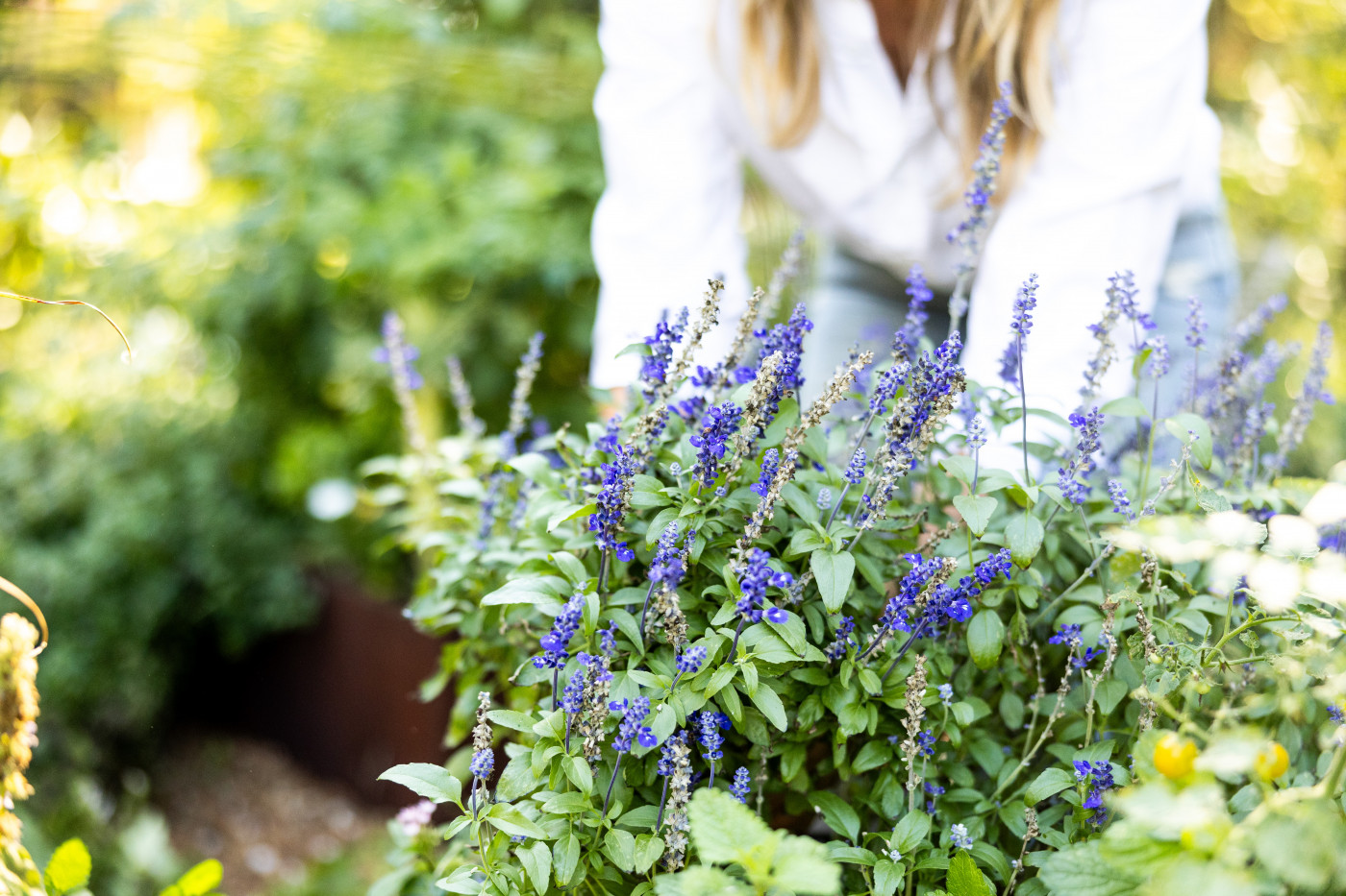 Salvia x30 Plantjies