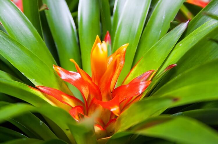 Bromelia Gemeng x6