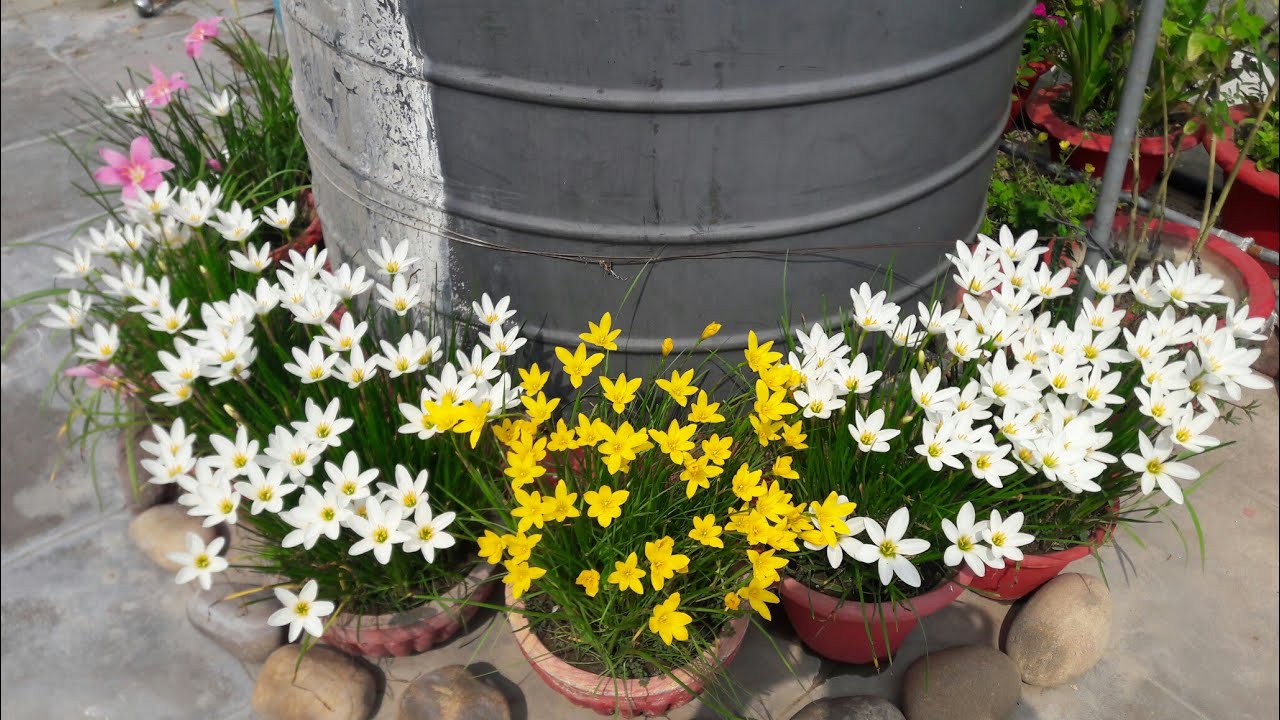 Reënlelie (Zephyranthes) x40