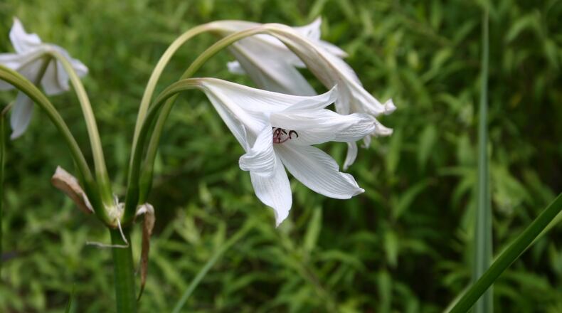 Veldlelie Gemeng(Crinum) x6