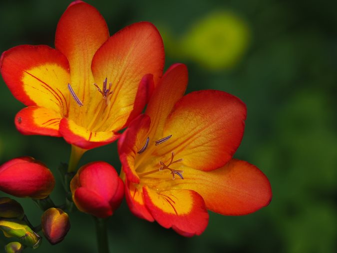Freesias x30