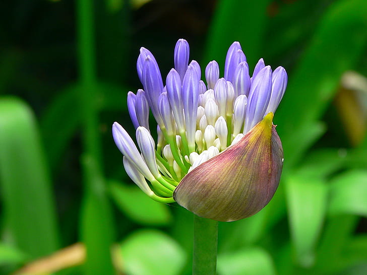 Afrikalelie (Agapanthus) Gemeng x6