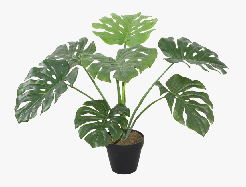 Monstera (Gatplant) x2