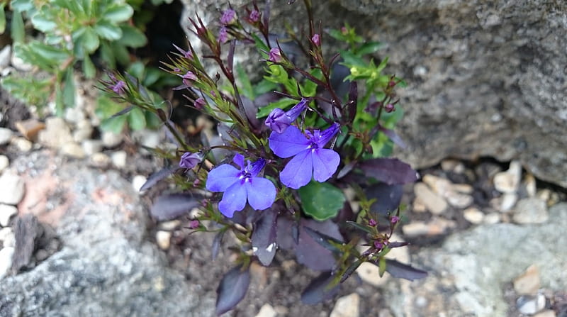 Lobelia x30 Plantjies