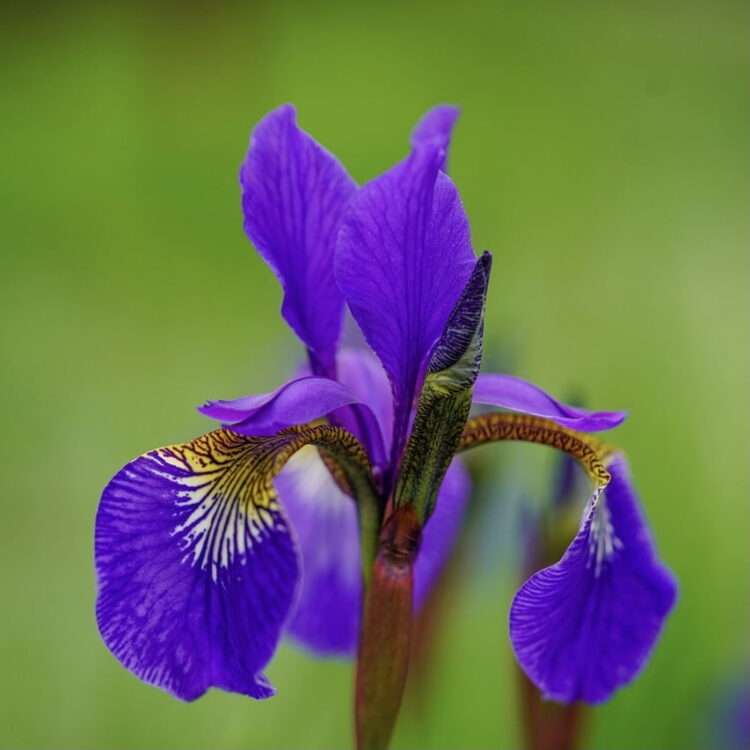 Iris (Iris germanica en ander variëteite) x 20
