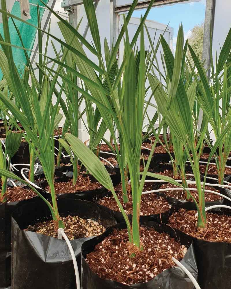 Dadelpalm (Phoenix dactylifera)  x 3