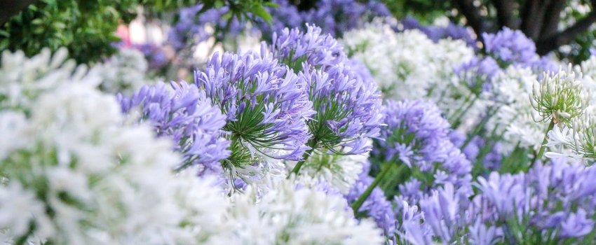 Afrikalelie (Agapanthus) Gemeng x6