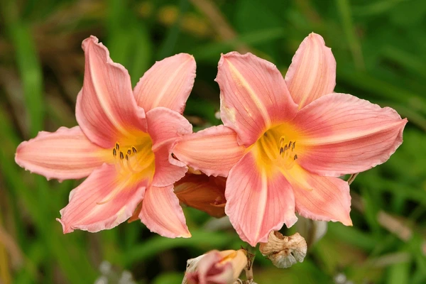 Daglelie (Hemerocallis)x20