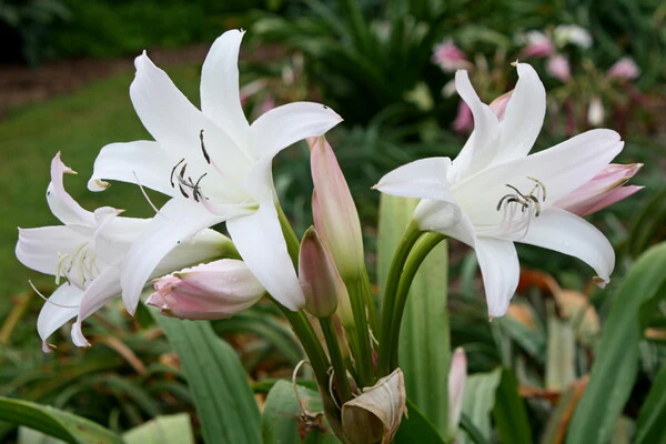 Veldlelie Gemeng(Crinum) x6