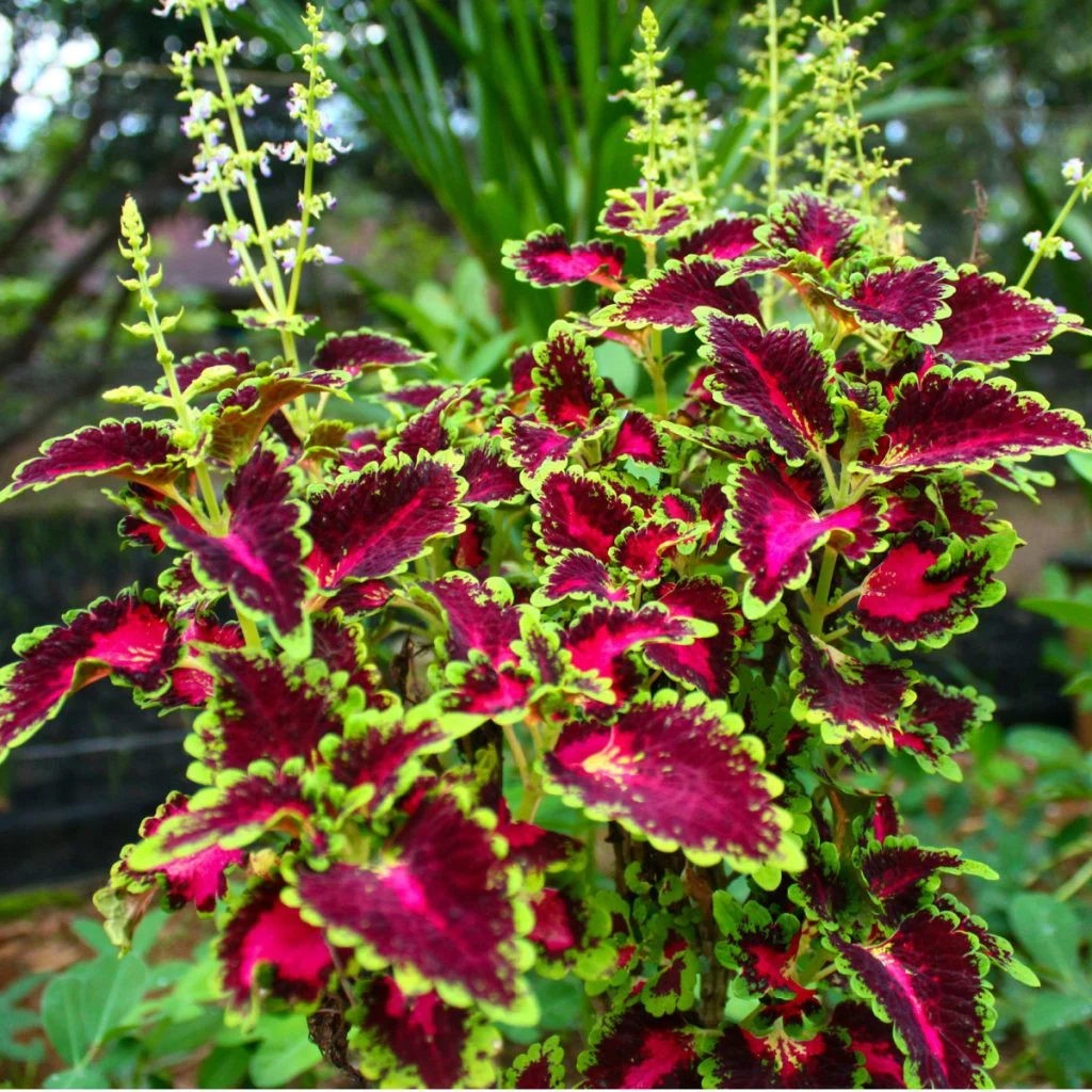 Coleus x30 Plantjies