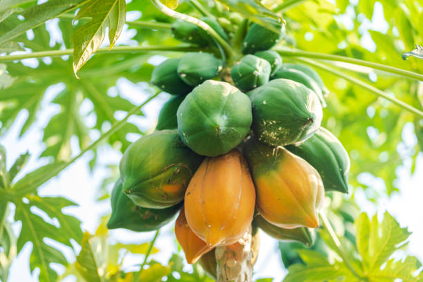 Papajaboom (Carica papaya) x2