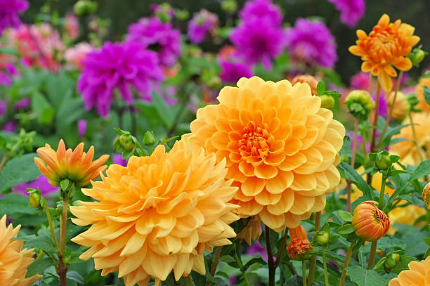 Dahlias x6
