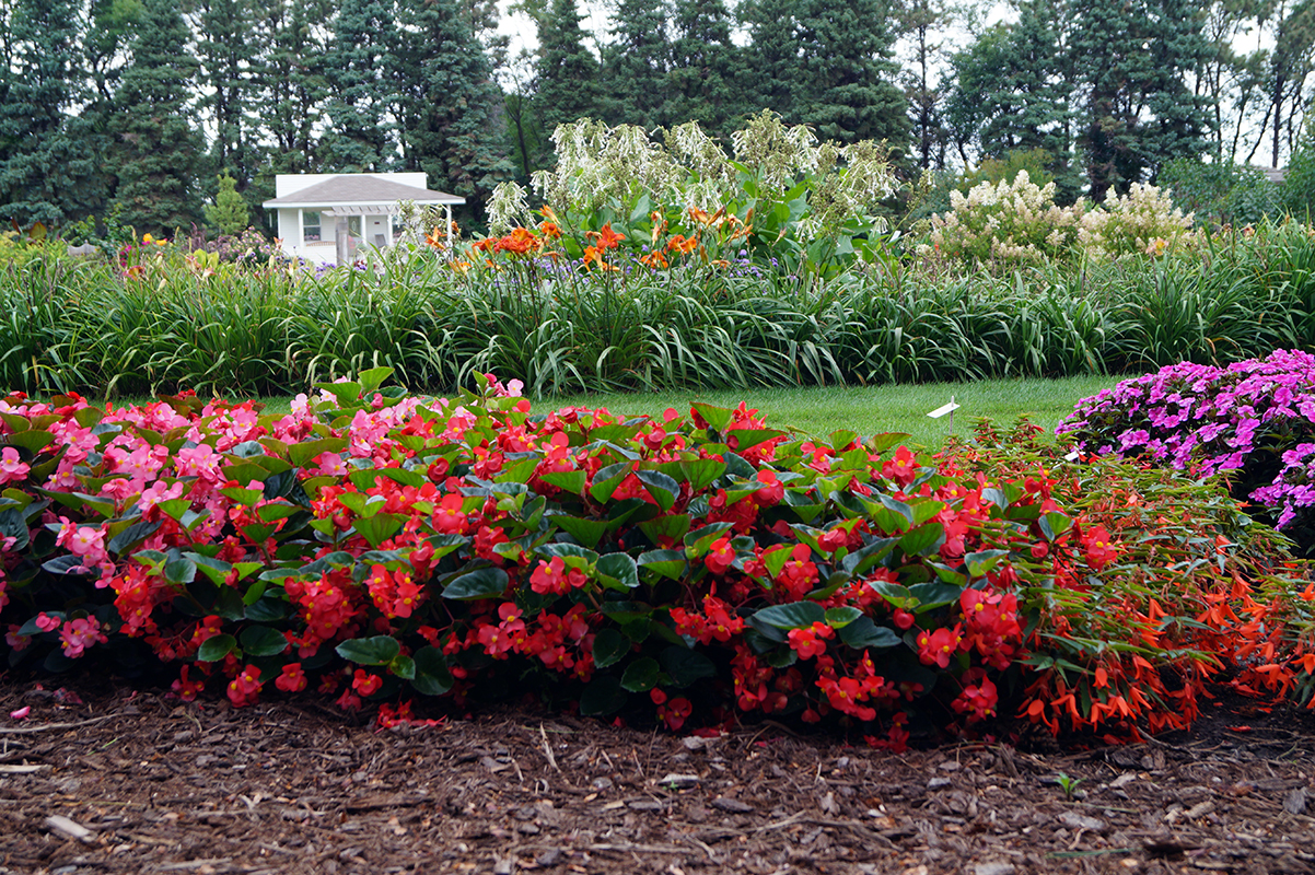 Begonia x 30 Plantjies