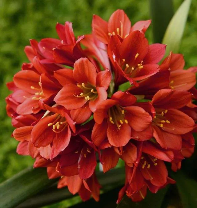Rooi Clivia (Boslelie / Clivia miniata) x 10 Volwasse