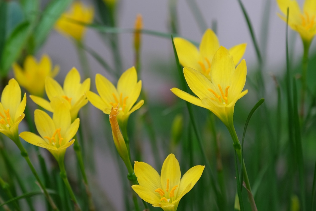 Reënlelie (Zephyranthes) x40