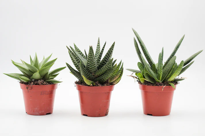 Vetplantjies – Klein Groen Juwele x 8