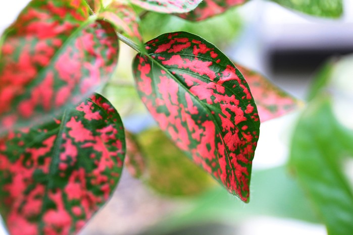 Hypoestes (Polka Dot Plant) x30 Plantjies