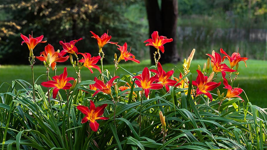 Daglelie (Hemerocallis)x20