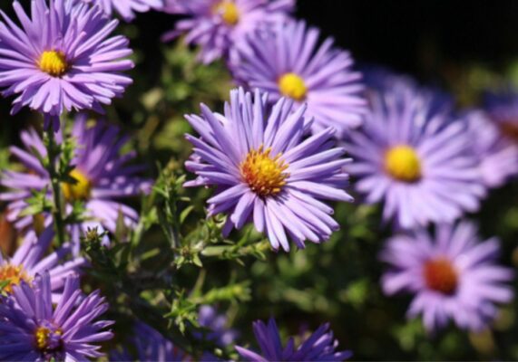 Aster x 30 Plantjies