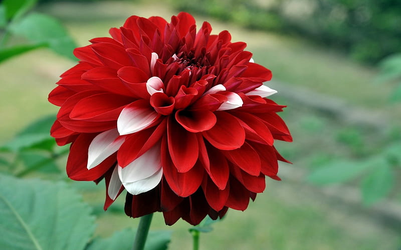 Dahlias x6