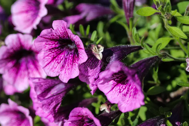 Petunia x30 Plantjies