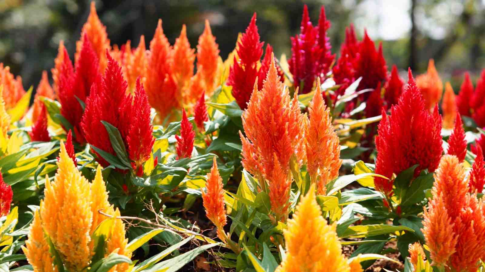 Celosia (Hanekam / Vlamblom) x30 Plantjies