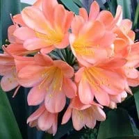 Peach Clivia (Boslelie / Clivia miniata) x 6 Volwasse