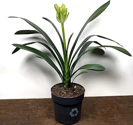 Peach Clivia (Boslelie / Clivia miniata) x 6 Volwasse