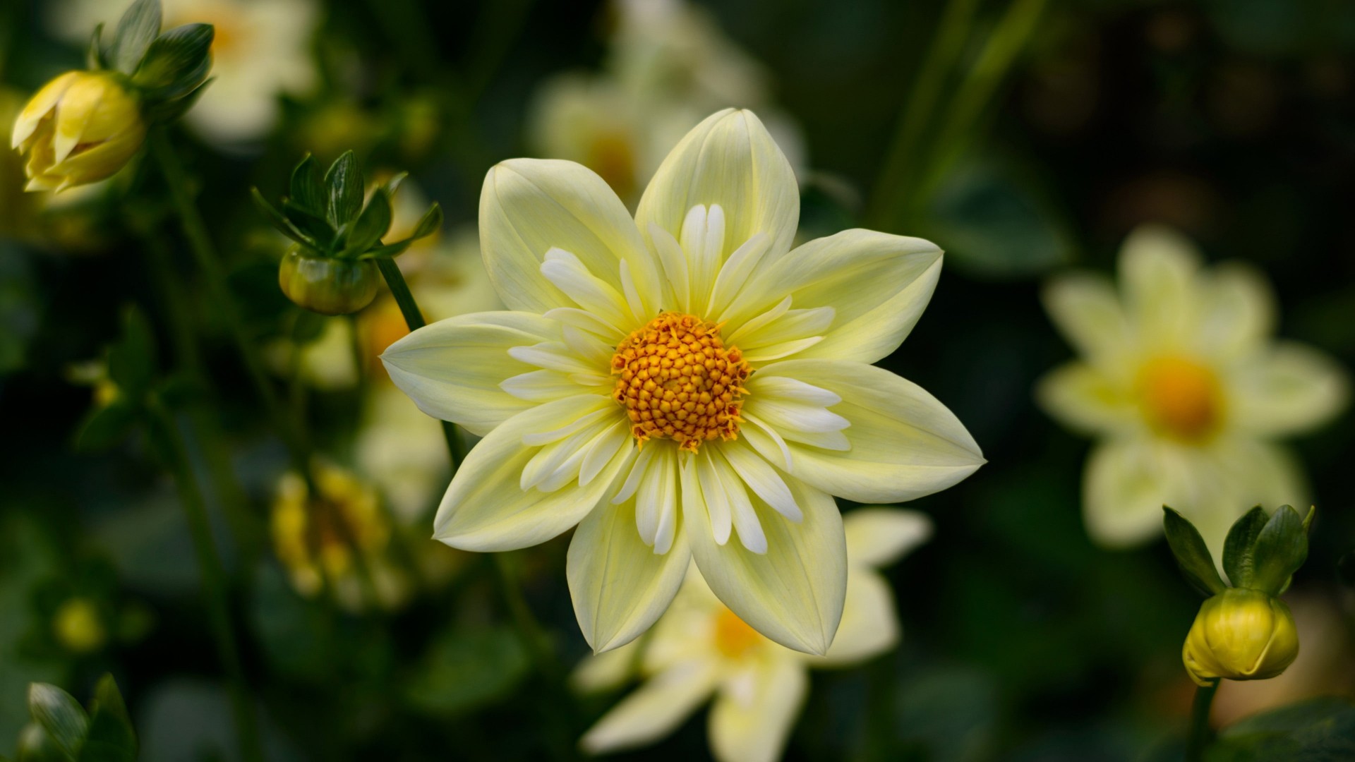Dahlias x6
