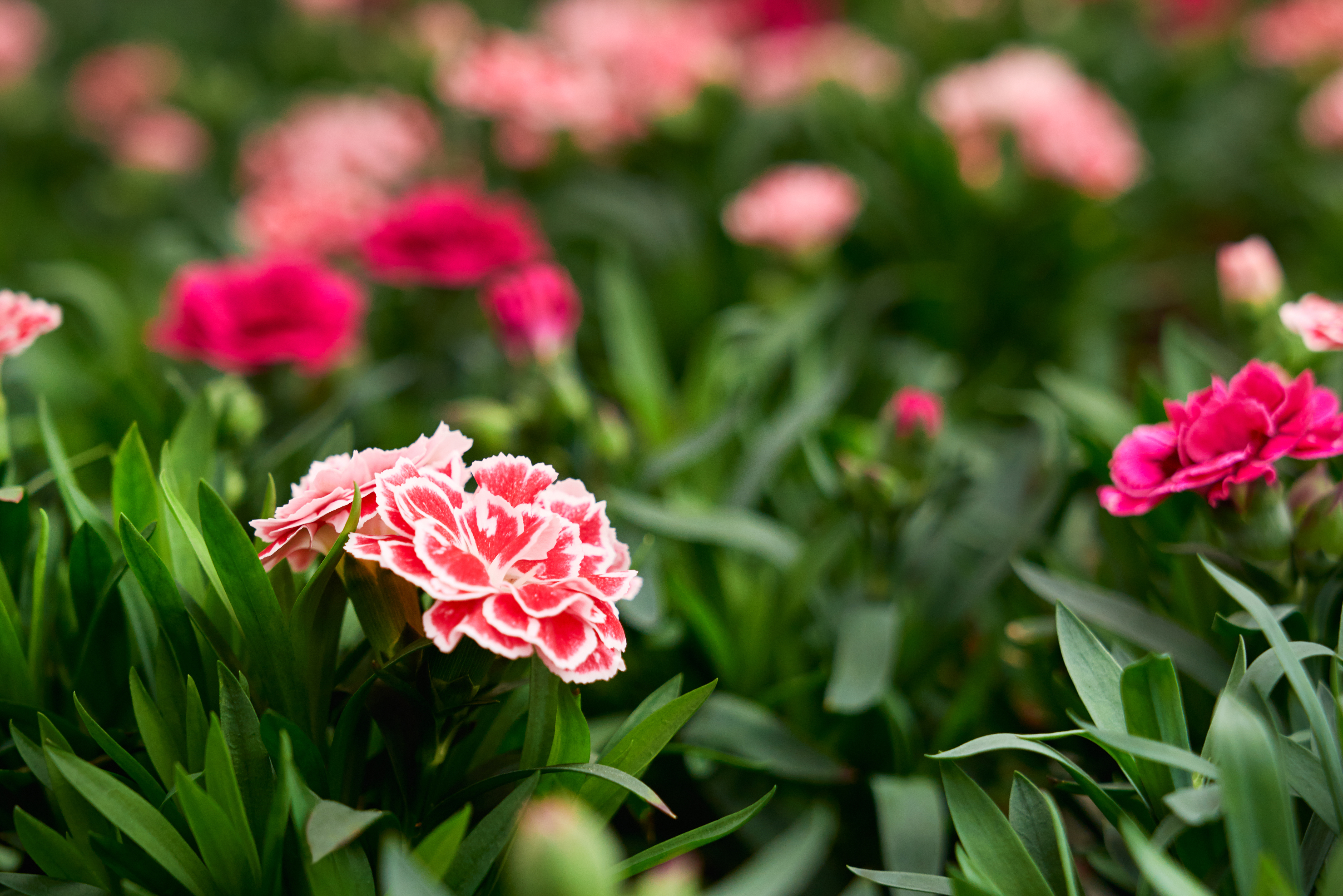 Dianthus x30 Plantjies