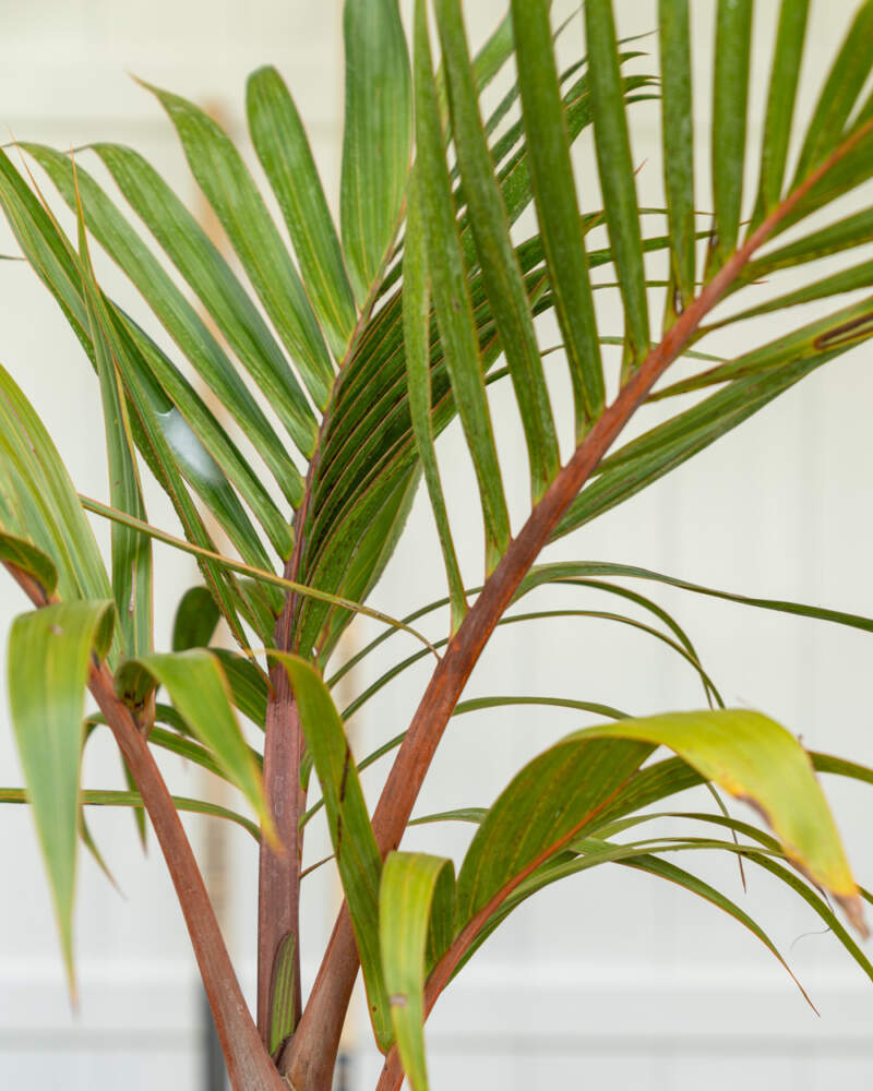 Koninklike Palm (Royale Palm)