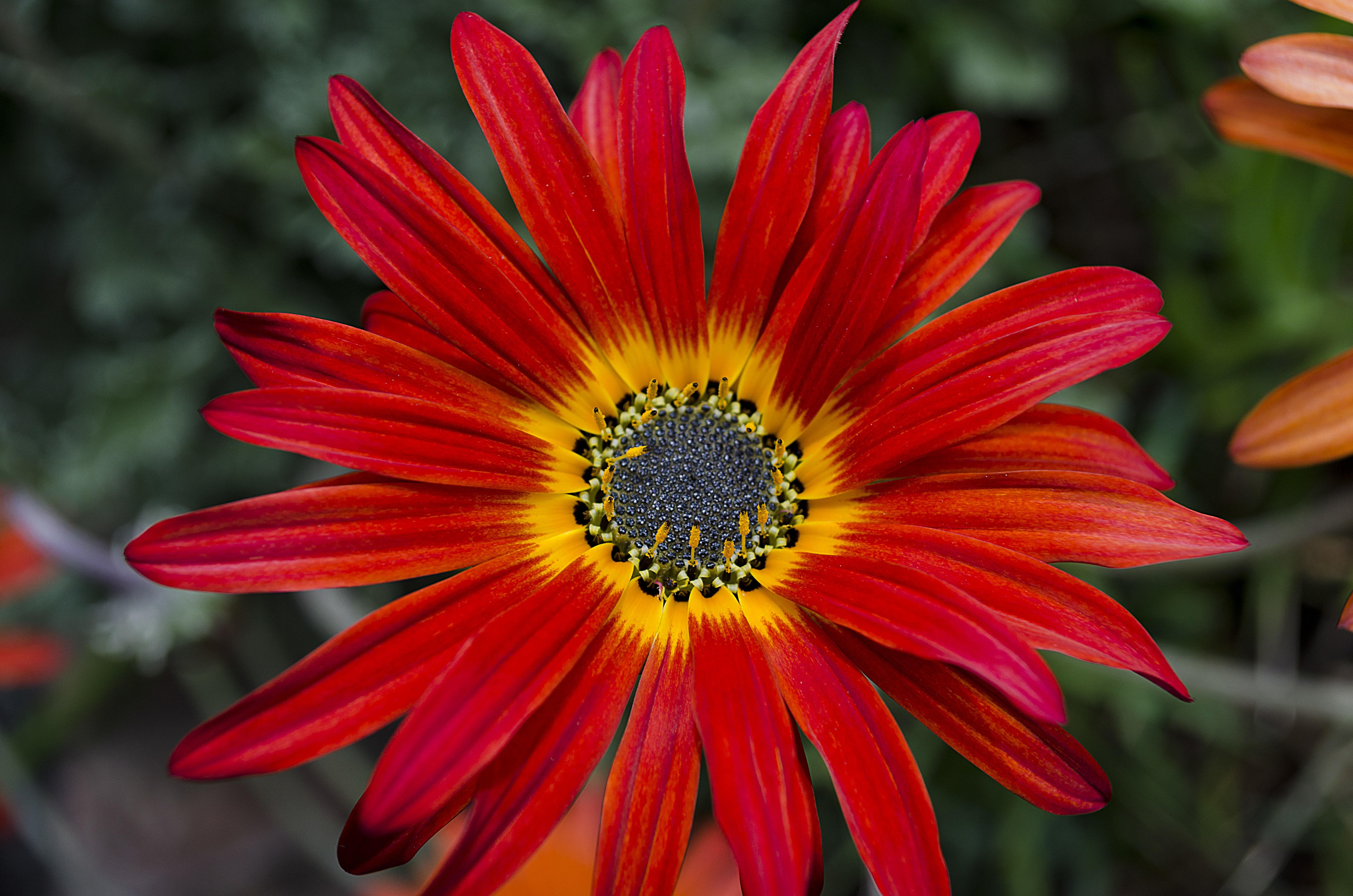 Gazania x30 Plantjies