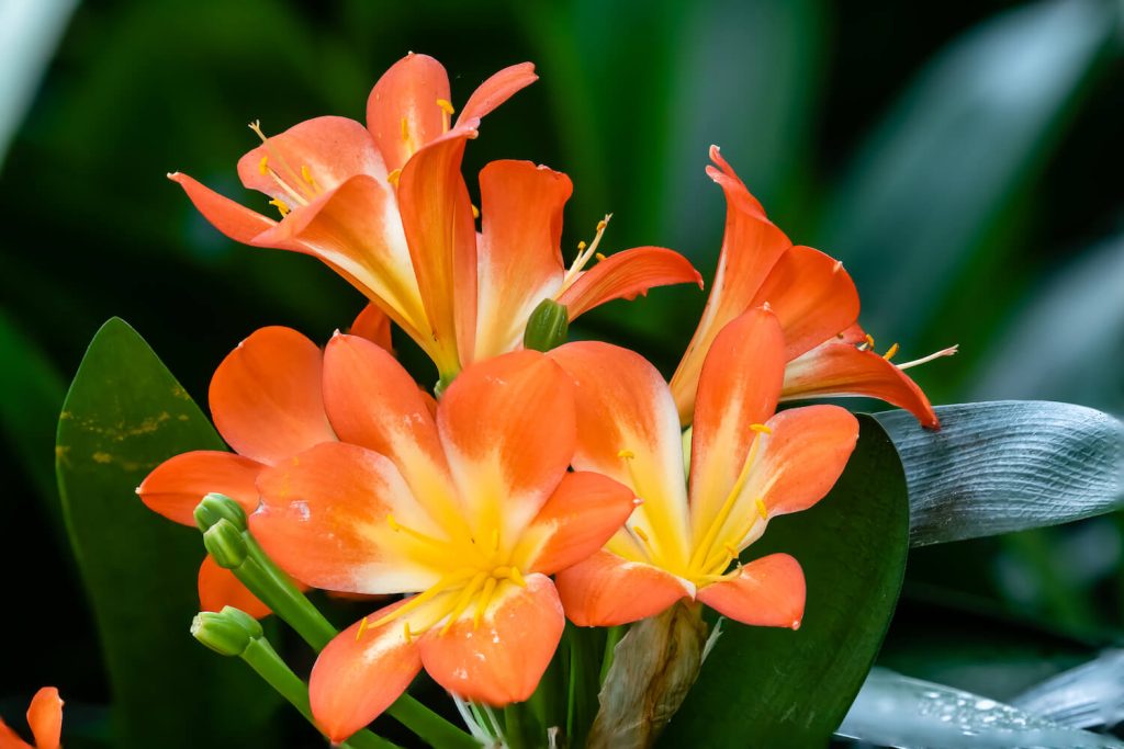 Sonneblom Clivia (Boslelie / Clivia miniata) x 10 Volwasse