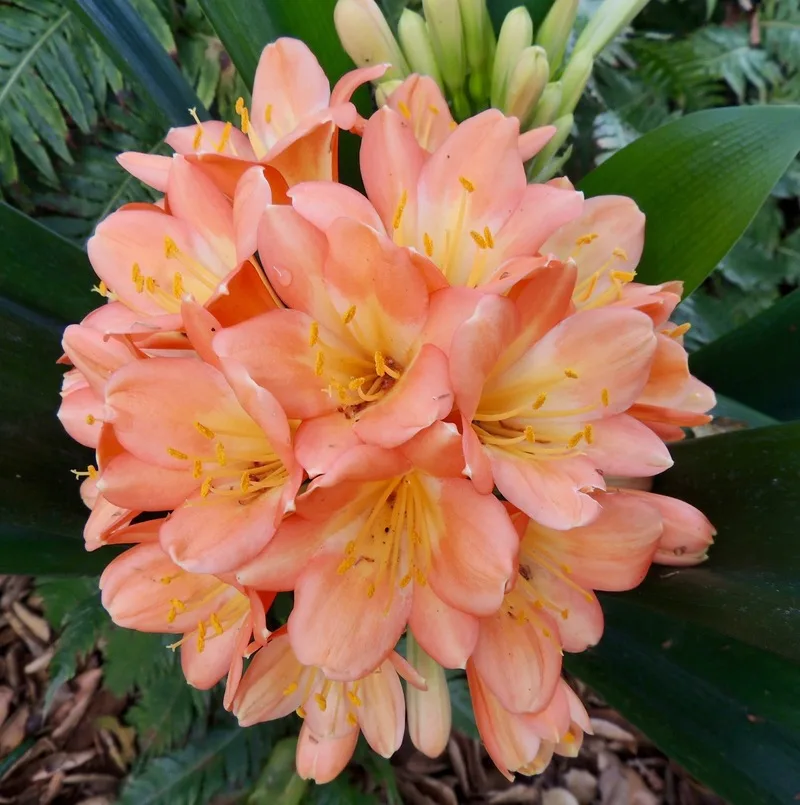 Clivia Gemengde Boks(Boslelie / Clivia miniata) x 6 Volwasse