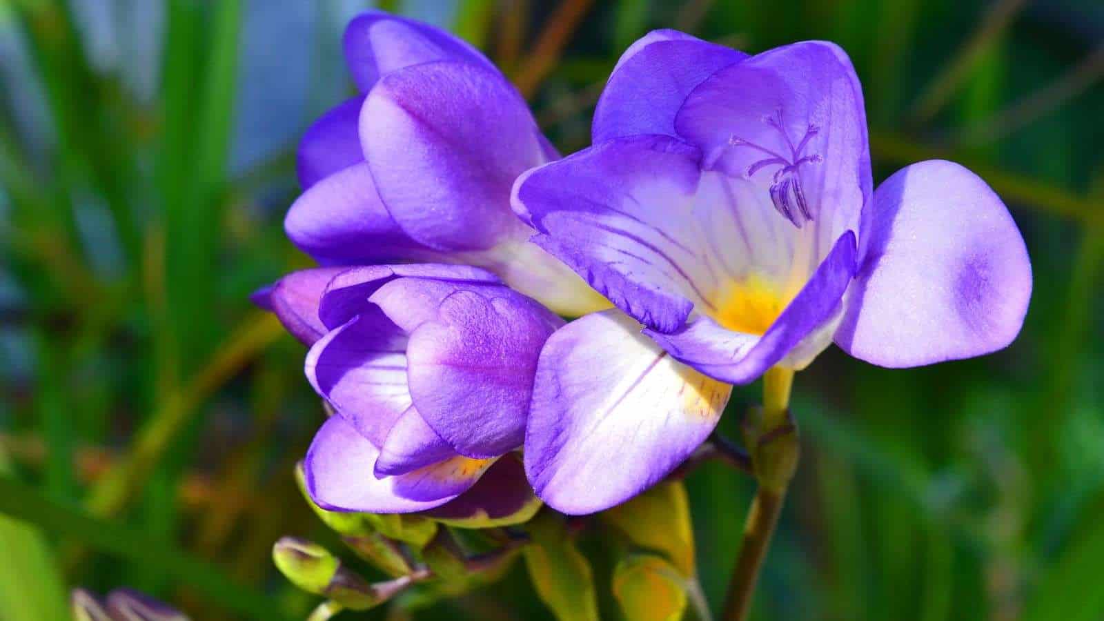 Freesias x30