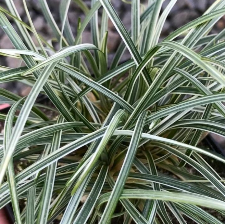 Mondo-gras Variegated (Ophiopogon japonicus) x8