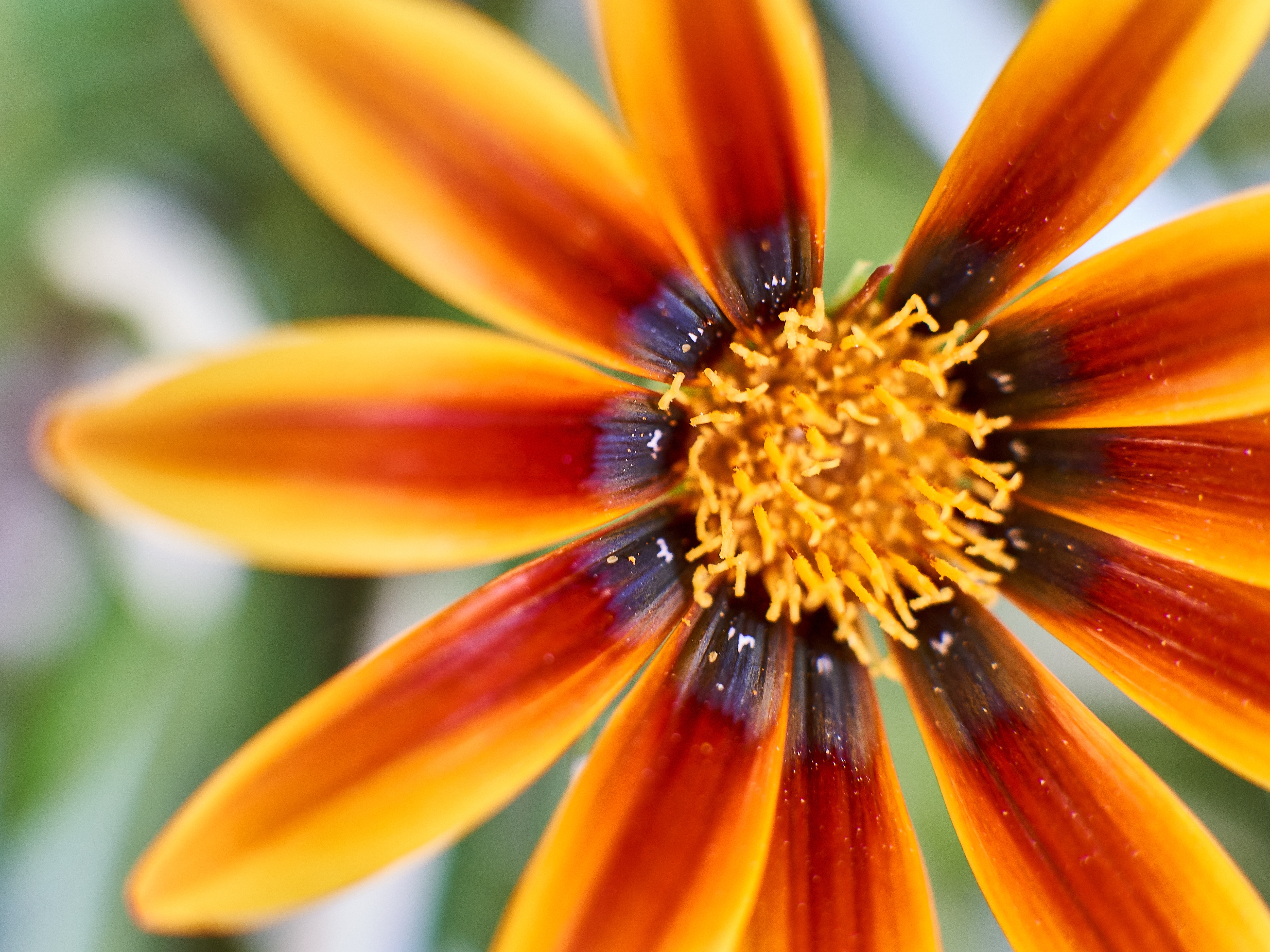 Gazania x30 Plantjies