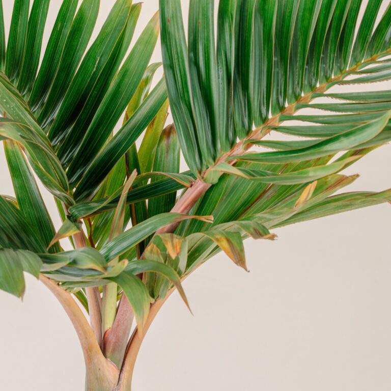 Koninklike Palm (Royale Palm)