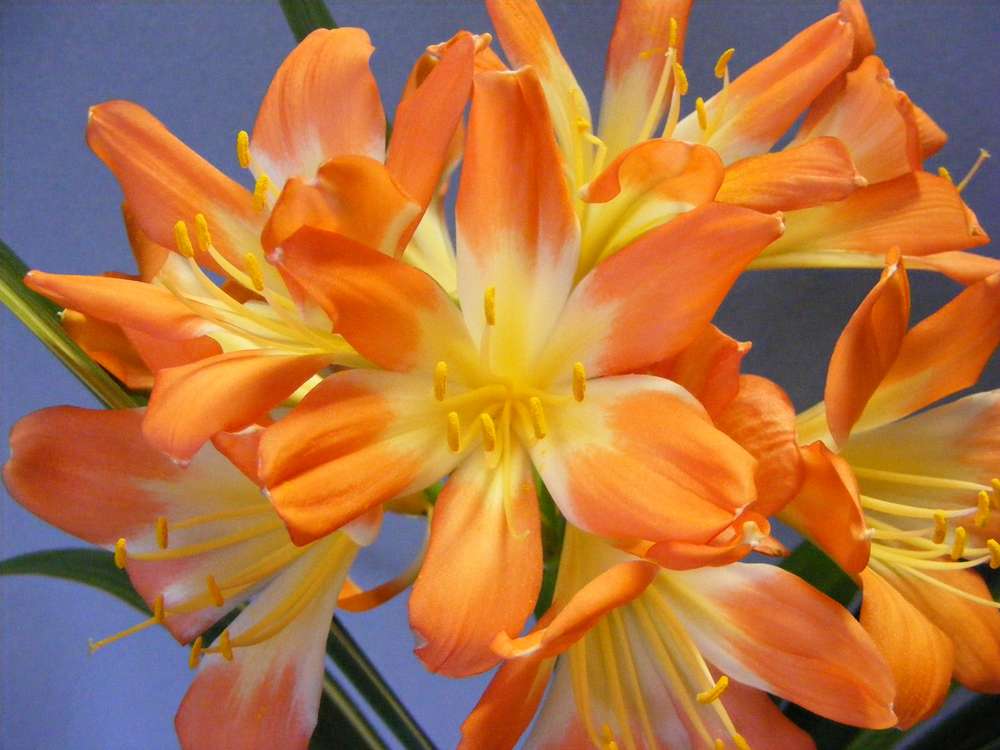 Variegated Clivia (Boslelie / Clivia miniata) x 6 Volwasse