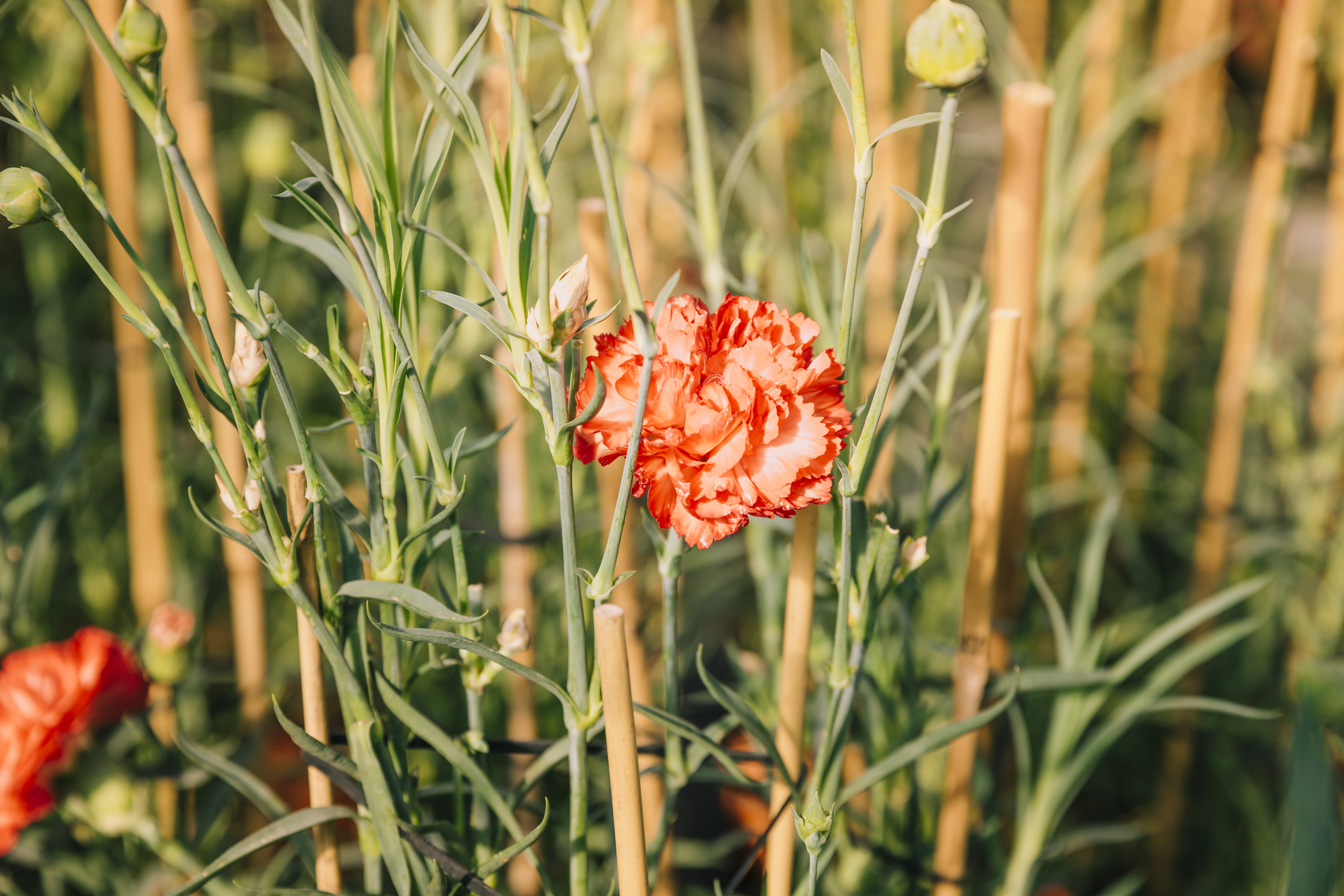 Dianthus x30 Plantjies