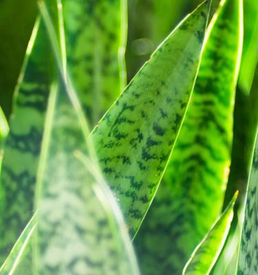 Skoonma se Tong Gemeng (Sansevieria / Snake Plant)  x 10