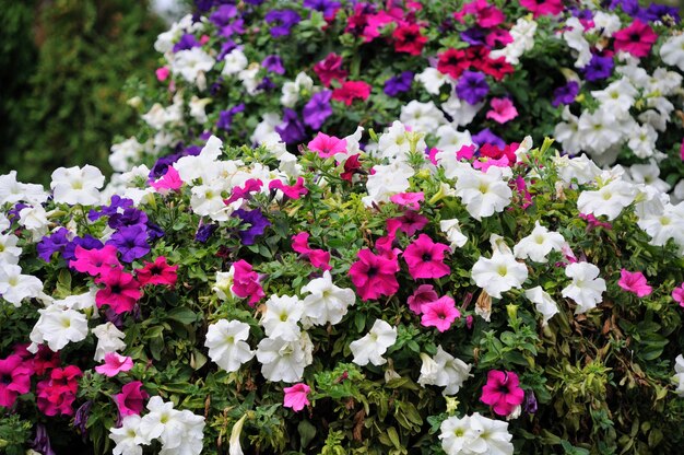 Petunia x30 Plantjies