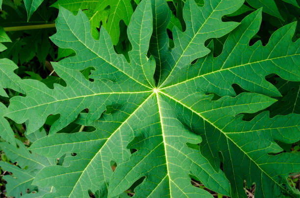 Papajaboom (Carica papaya) x2