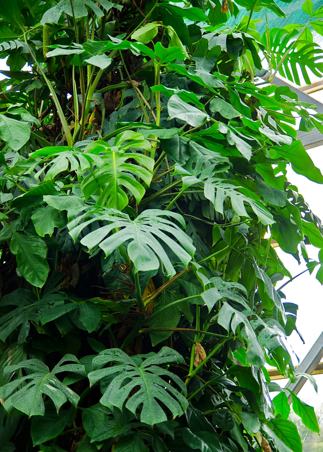 Monstera (Gatplant) x2