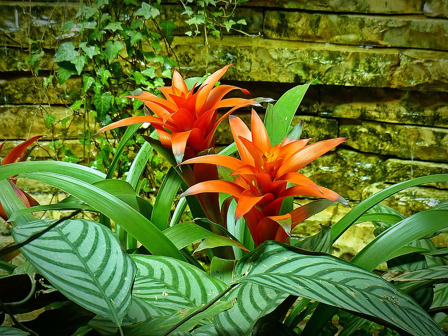 Bromelia Gemeng x6